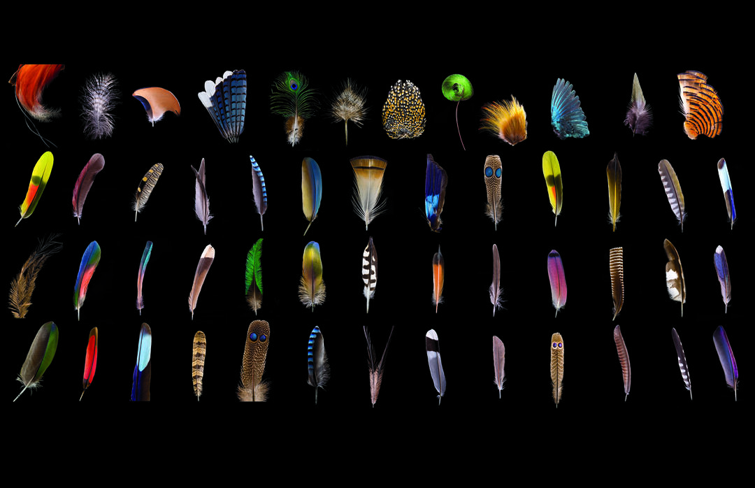 The Multiple Miracles of Bird Feathers Audubon