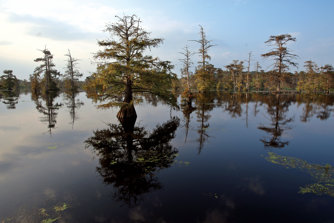 Smoke on the Water Stopping a Coalfired Power Plant in Arkansas Audubon