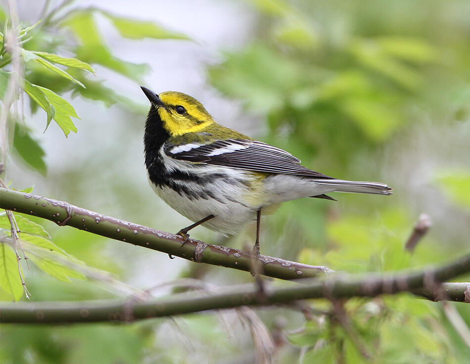 Where do songbirds migrate to