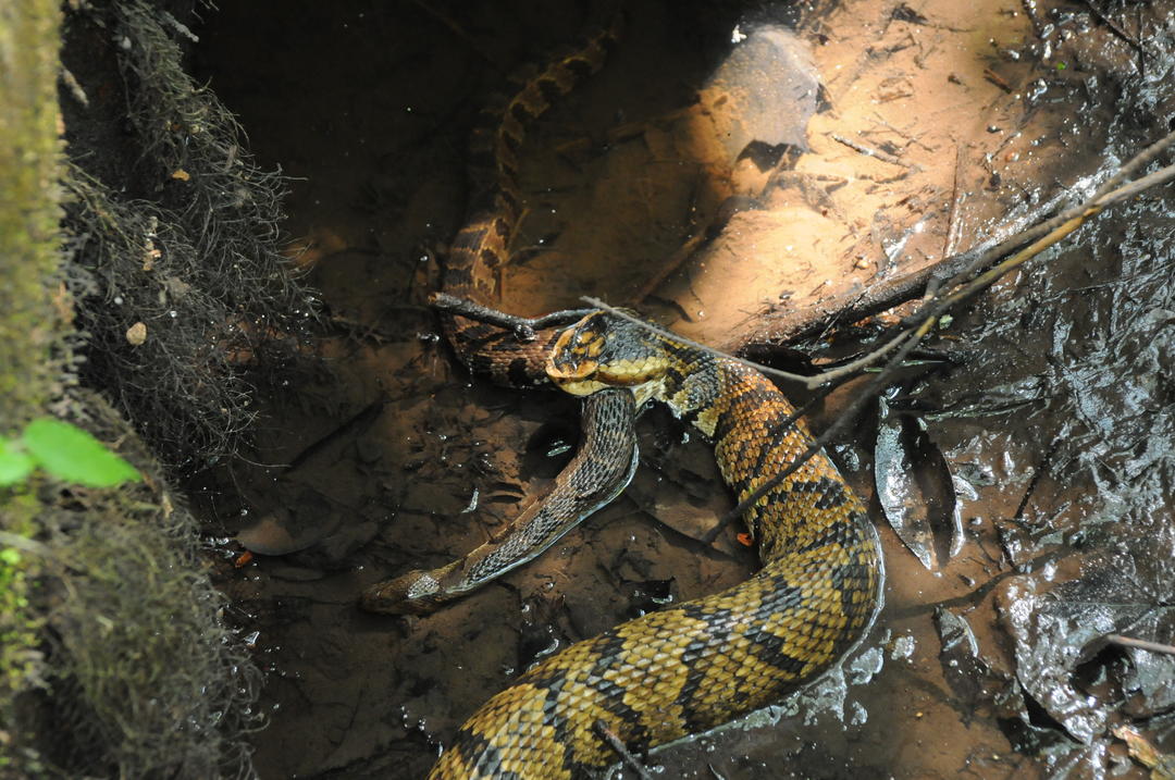 Eastern Cottonmouth Audubon