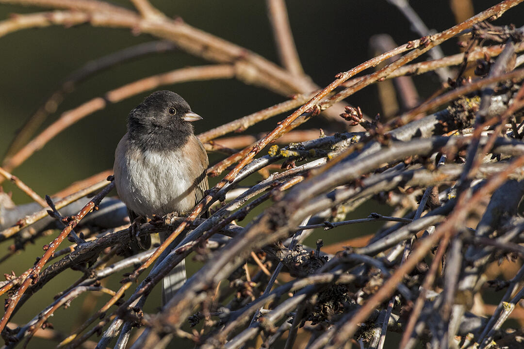 Build a Brush Pile for Birds Audubon