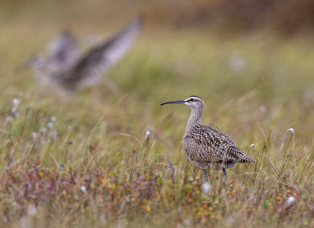 Fall Migration Reminds Us It’s Time to Take Motion on Biodiversity Loss