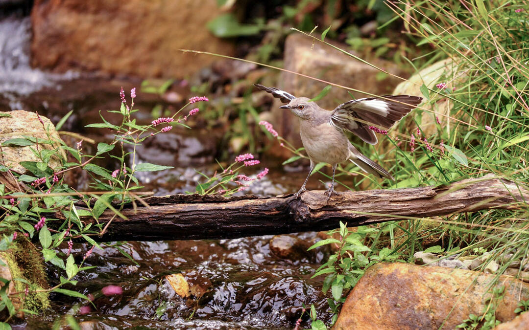 Little Rock Audubon Center Goes 100 Solar Audubon