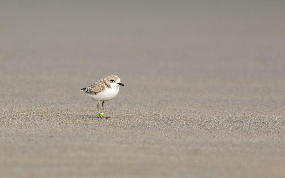 Audubon Chapters Taking Local Action for Birds and People in the Arid West - Vimarsana News