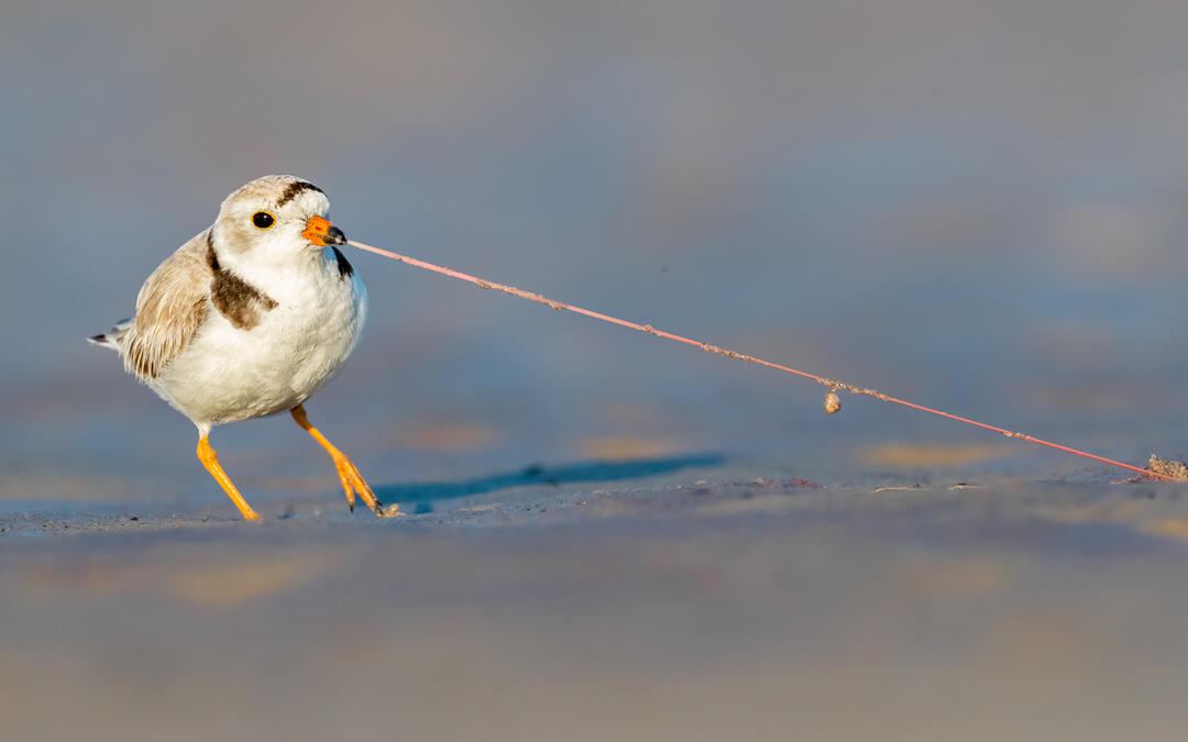 Bird Protections, Conservation Programs May Receive Increased Federal