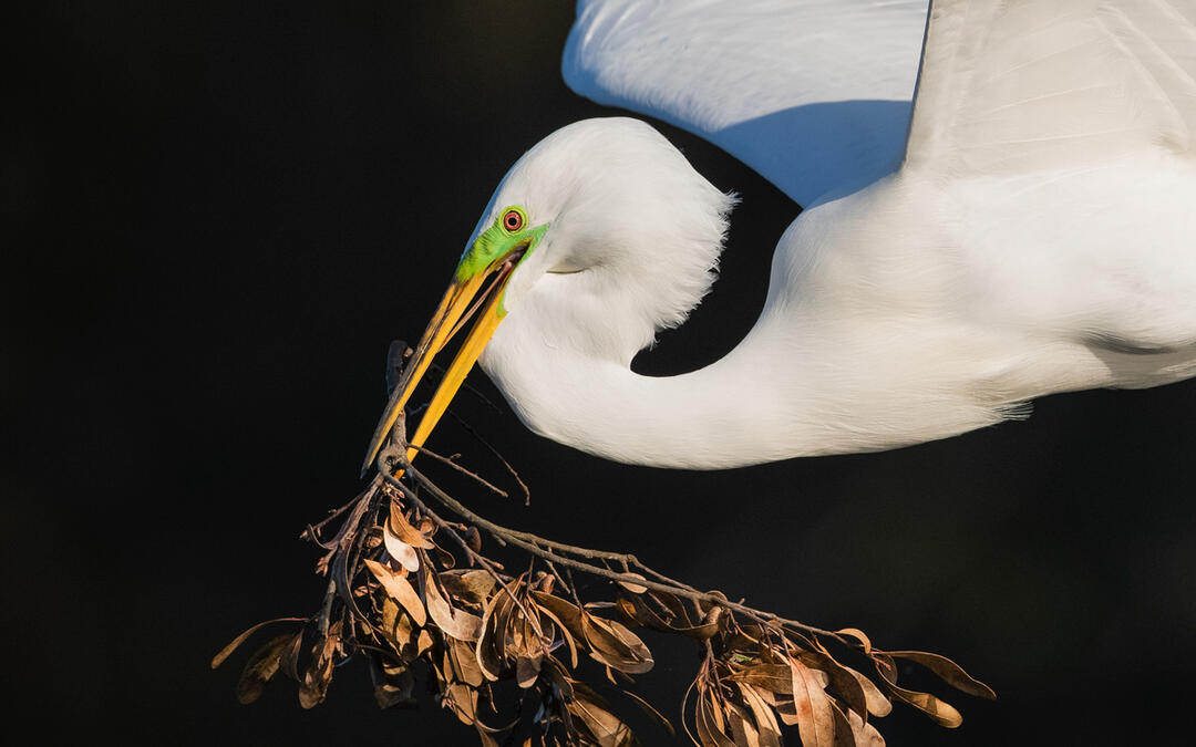 Audubon's 2023 Bird Budget: Federal Funding Priorities to Bring Birds Back - Vimarsana News