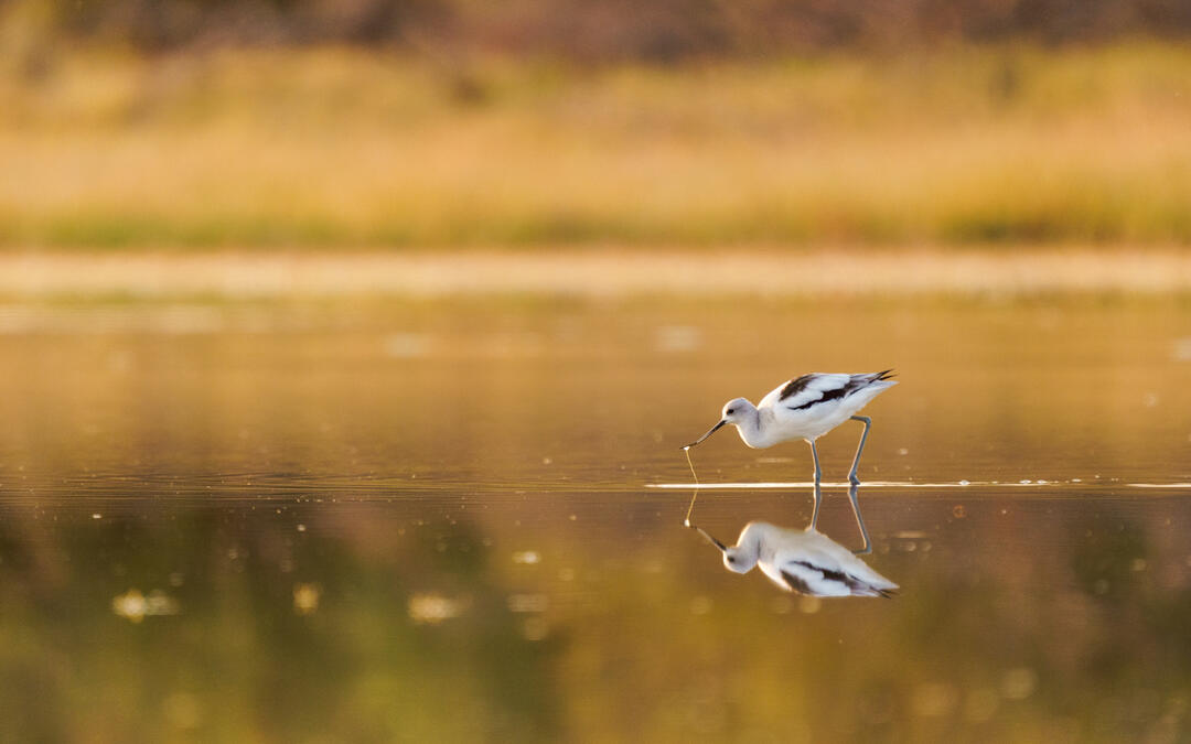 US House of Representatives Introduces Audubon-supported Saline Lake Ecosystems Bill | Audubon - National Audubon Society