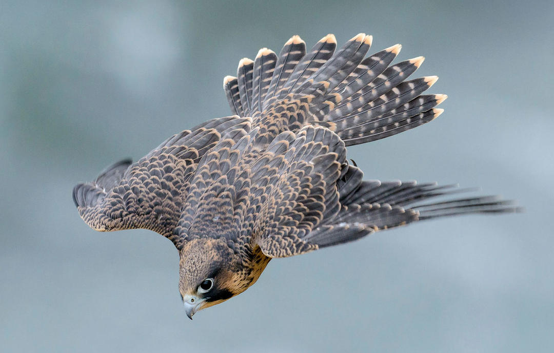 Protect the Law that Protects Birds Audubon