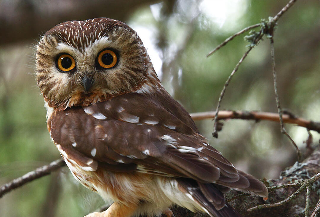 An Owl Trapped In A Christmas Tree Once Traveled From Oregon Into Canada Audubon