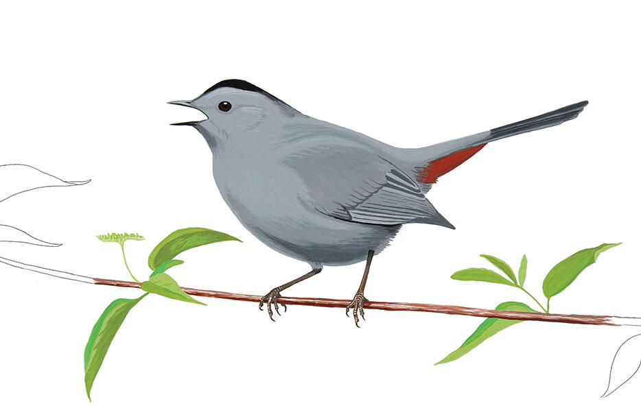 The Catbird Has A Simple Trick To Outsmart Brood Parasites Audubon