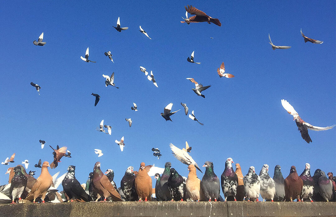 Pigeons Are Beautiful, so Start Photographing Them Audubon