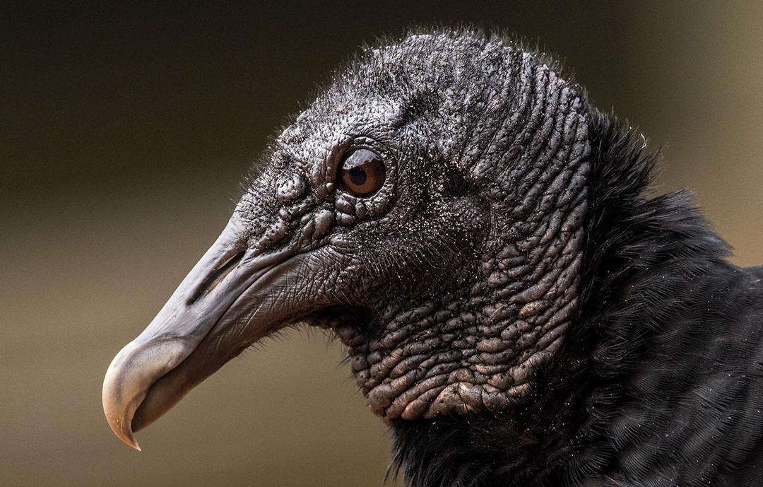 Birdist Rule 60 Figure Out What Kind of Vulture Is