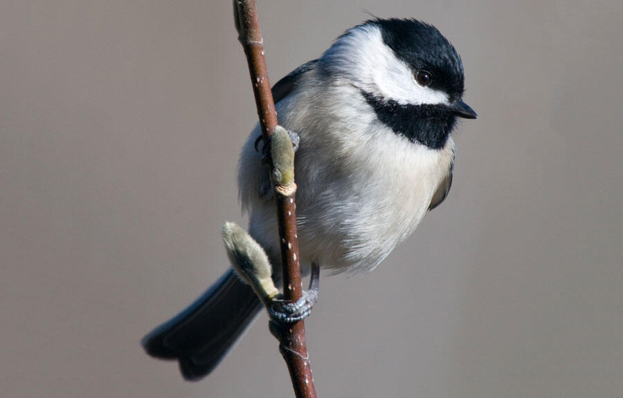 Birdist Rule #71: Figure Out What Kind Of Chickadees You've Got - Vimarsana News