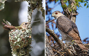www.audubon.org