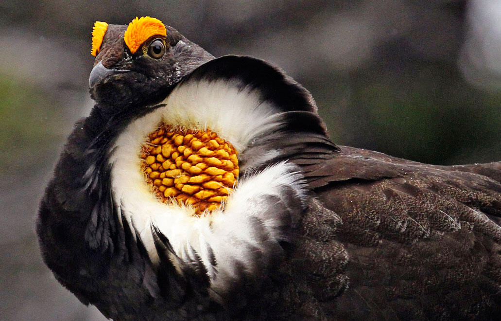 6 Fowl That Are Not to Be Audubon