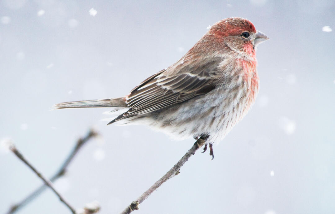 Red Headed Finch Bird House How To Tell Apart Purple Finches And House Finches Red Birds Audubon how to tell apart purple finches and