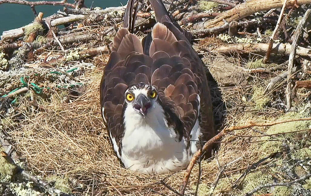 Hog Island, Maine Osprey Nest cam Audubon