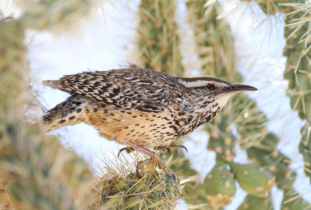 How Desert Birds Can Survive With Very Little Water Audubon