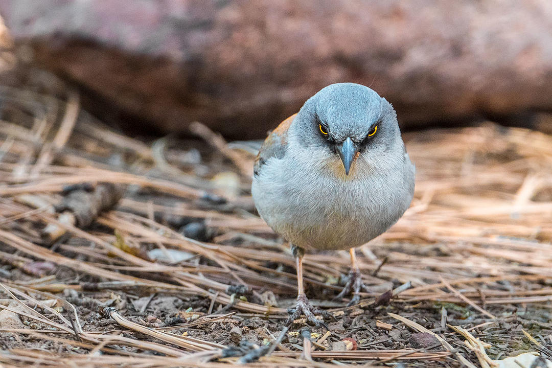Get To Know The Yellow eyed Junco Audubon