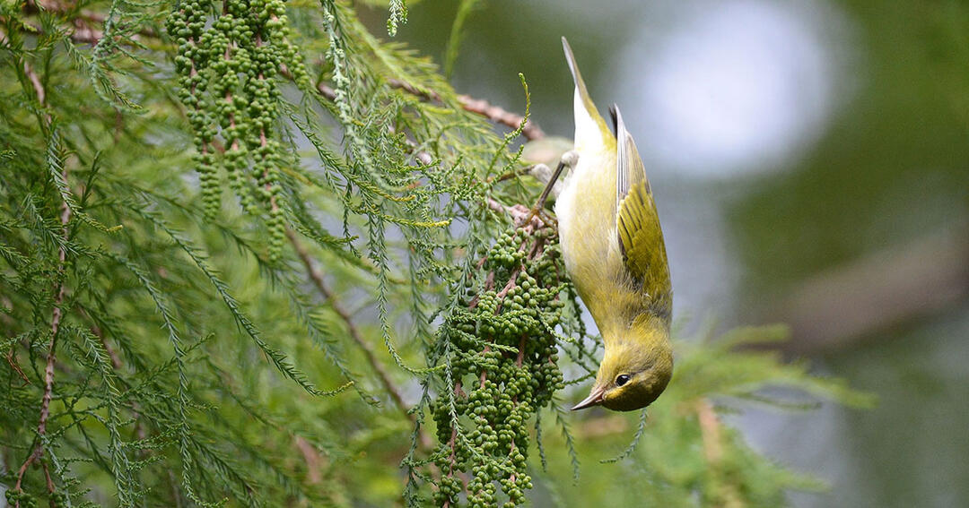 How to Recognize Six Warblers in Their Fall Feathers How to Identify