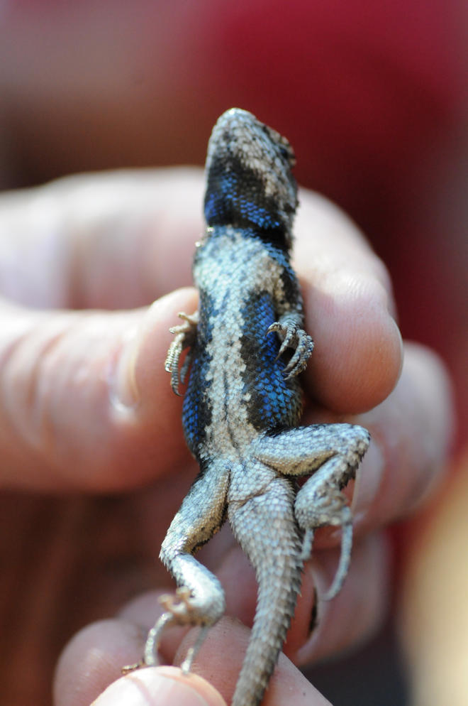 Southern Fence Lizard Audubon