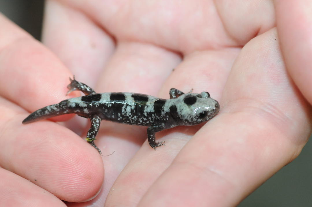 Marbled Salamander Audubon Marbled Salamander Audubon