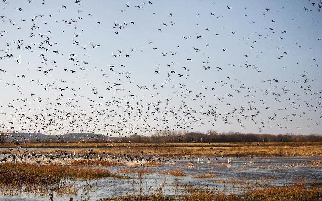 Birding in Missouri Audubon