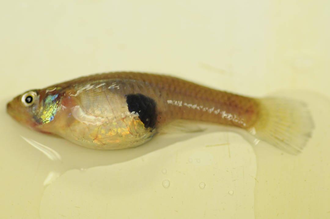 Mosquito Fish Audubon