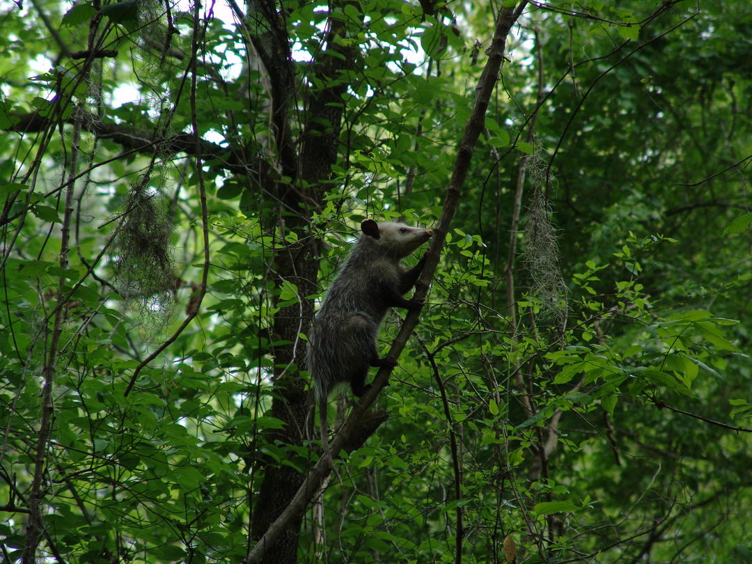 Opossum | Audubon