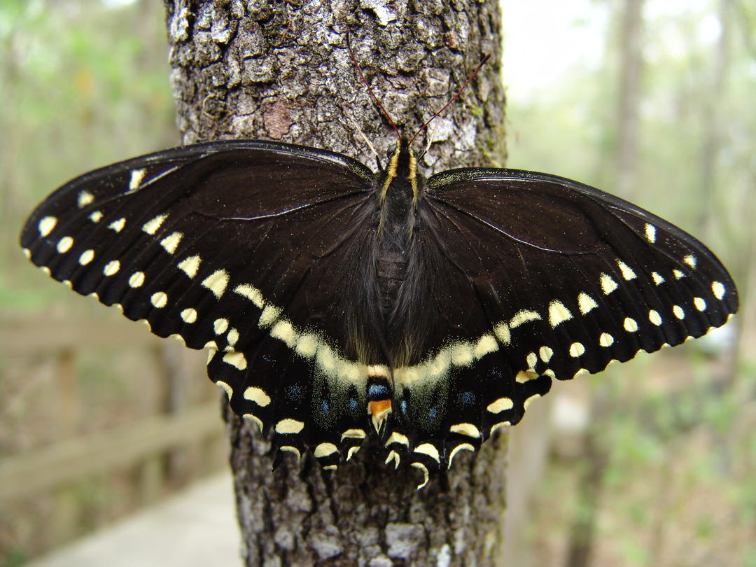 Palamedes Swallowtail Audubon