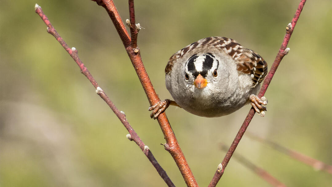 Learn Your Local Birds’ Regional “Accents” Audubon