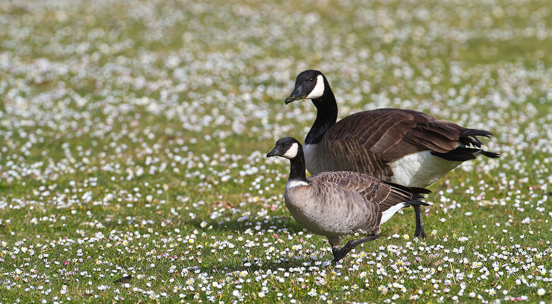 canada goose bird characteristics