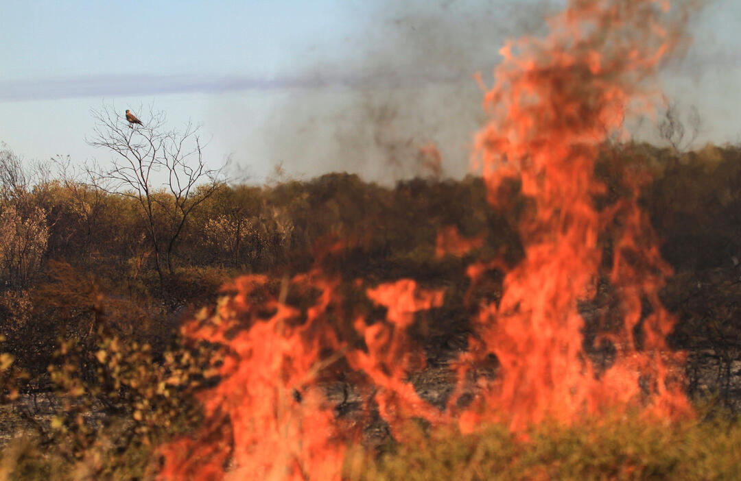 Can Birds Actually Start Forest Fires? Audubon