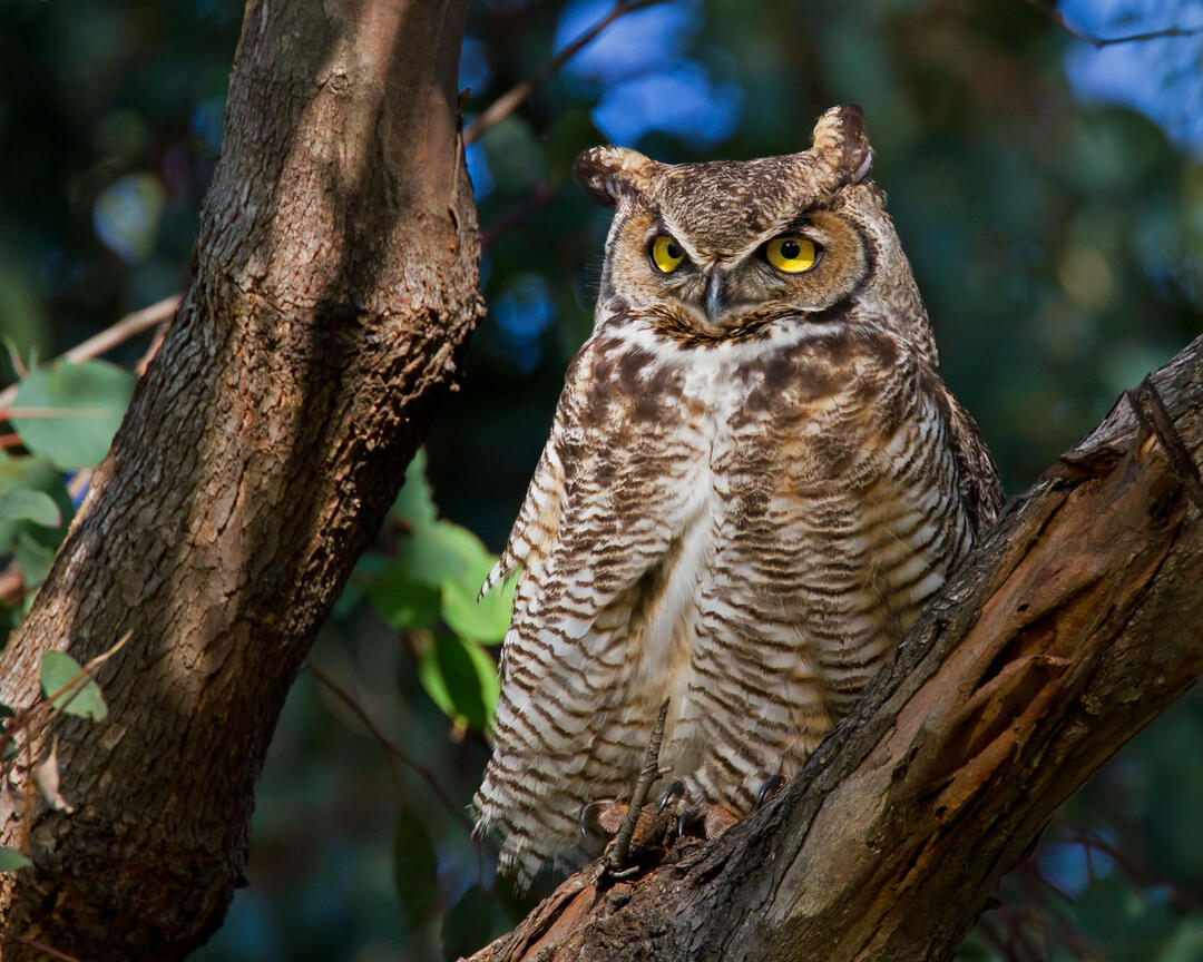 Can You Recognize the Call of a Great Horned Owl? Audubon