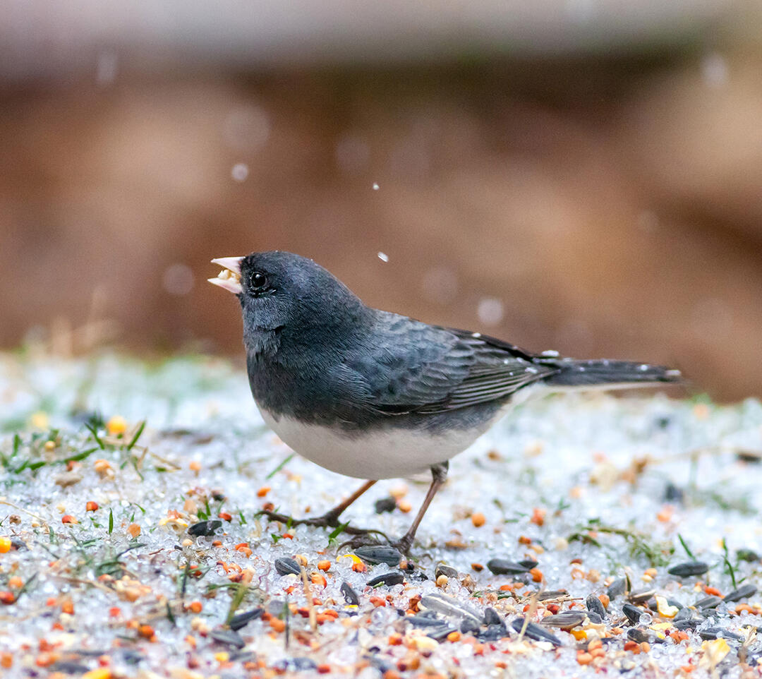 Dark Eyed Junco Audubon Field Guide Dark Eyed Junco Audubon Field Guide