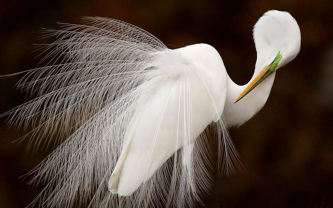 wildlife photographer melissa groo