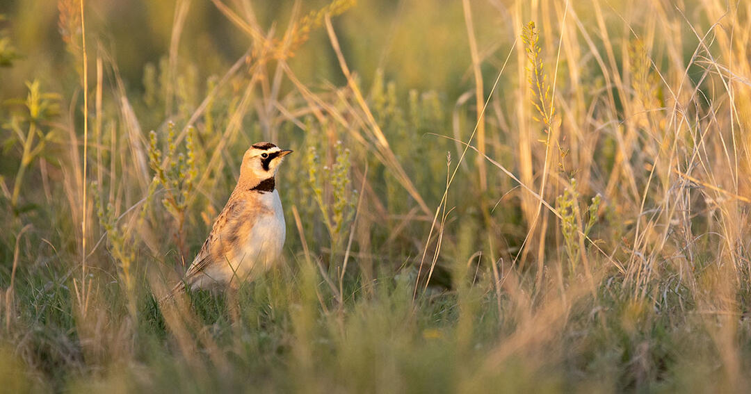 The Senate Climate Deal Promises a Safer Future for Birds—If It Passes - Vimarsana News