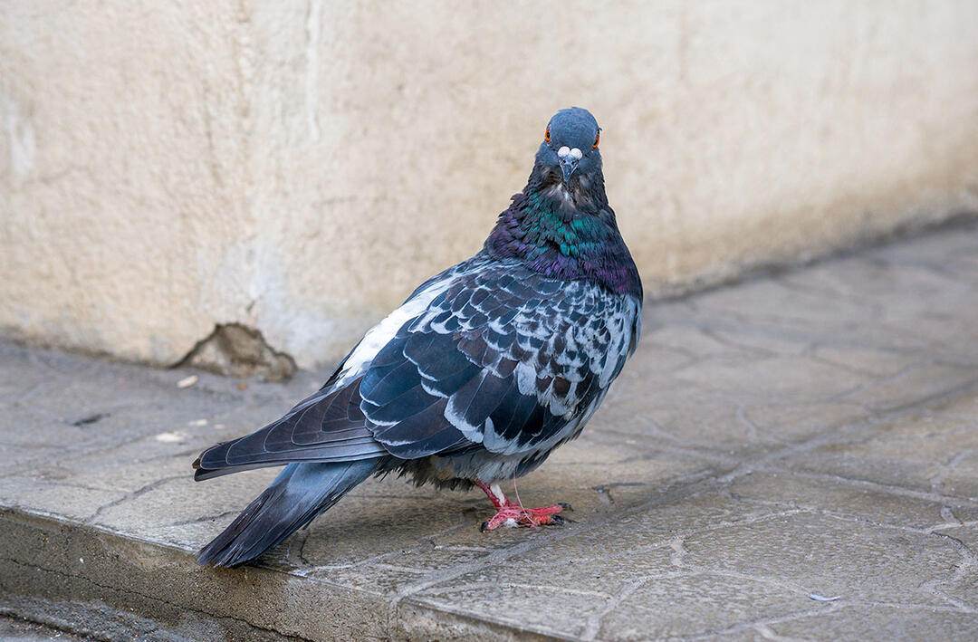 Destringers Save New York City S Pigeons One Foot At A Time Audubon
