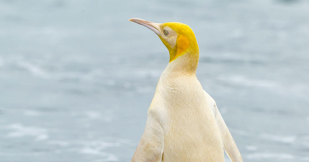 Rare Yellow Penguin Bewilders Scientists Audubon