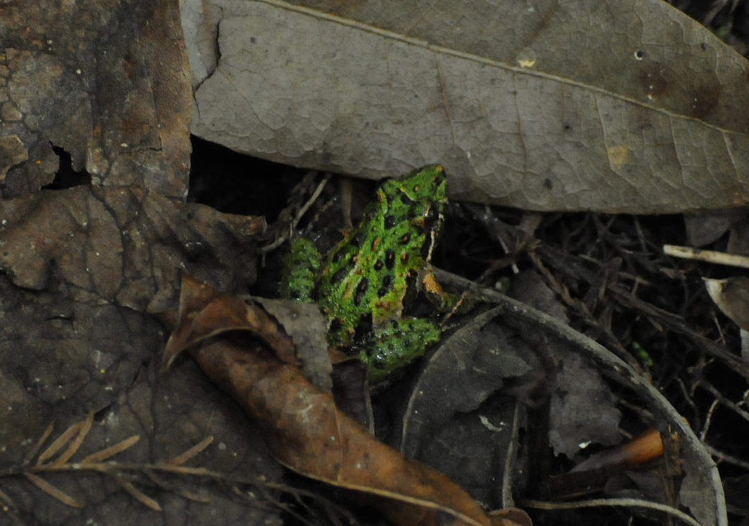 Southern Cricket Frog Audubon