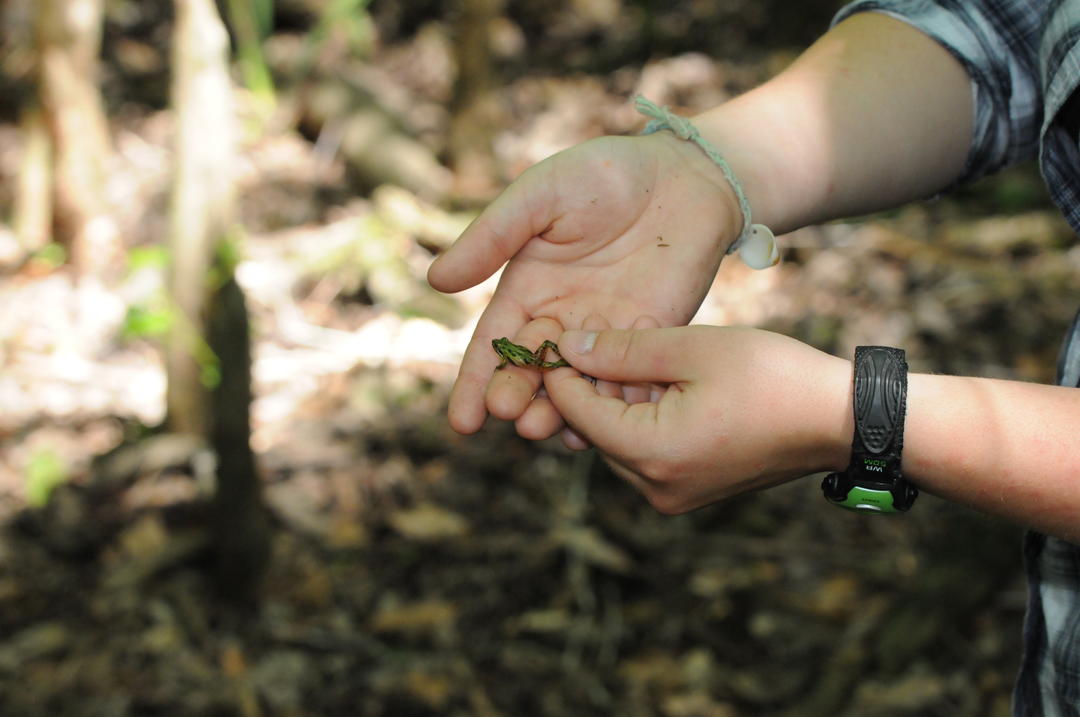 Southern Cricket Frog Audubon