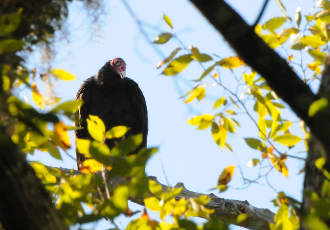 Turkey Vulture Audubon
