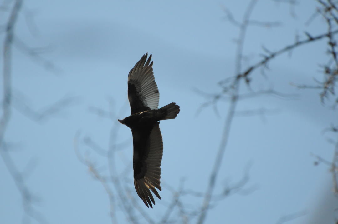 Turkey Vulture Audubon