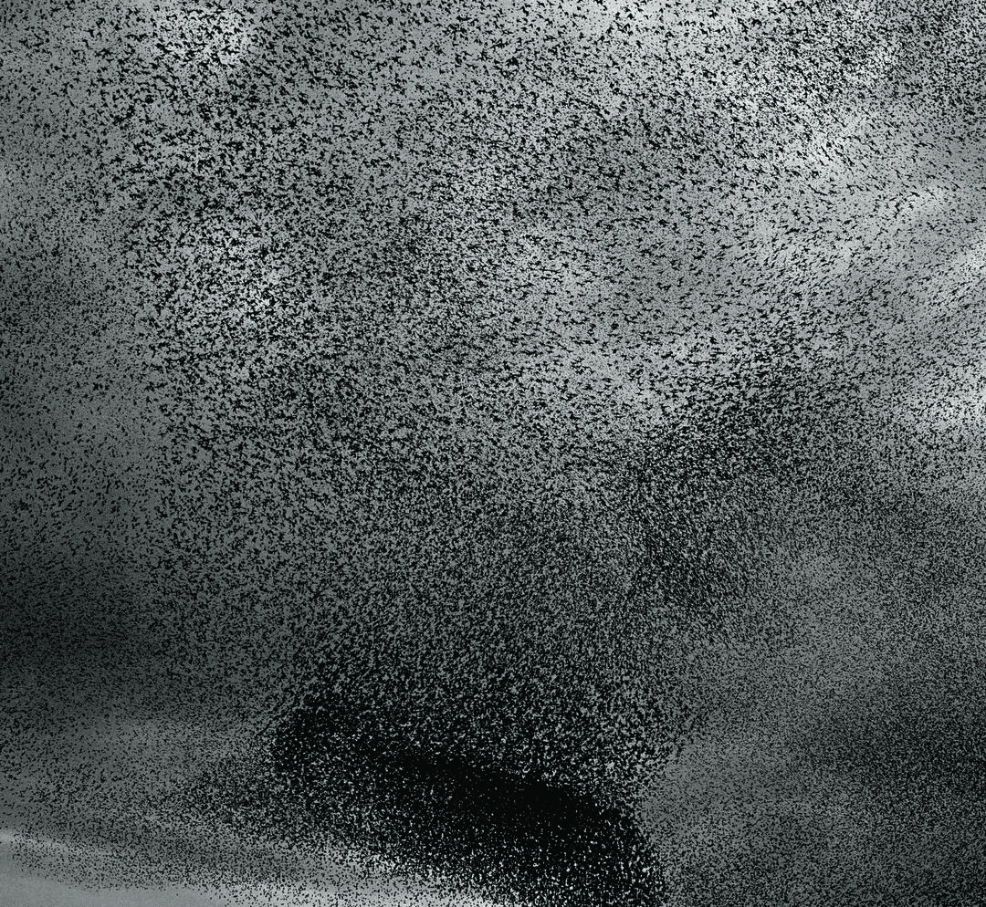 How a Flock of Birds Can Fly and Move Together Audubon