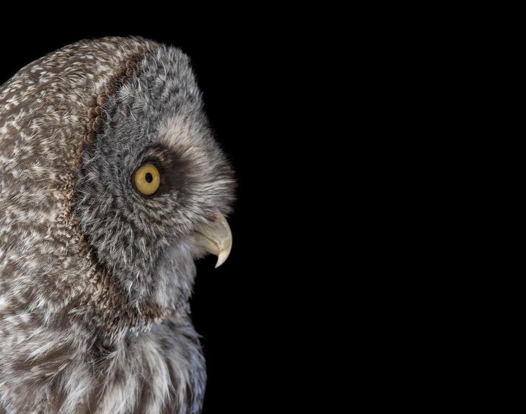 What Makes Bird Vision So Cool Audubon