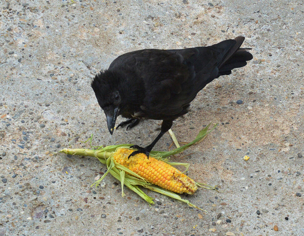 Crows and Ravens are Masters of SelfControl Audubon