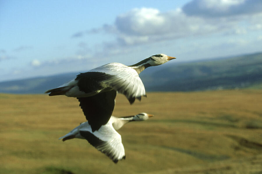 How BarHeaded Geese Fly Over the Himalayas Audubon