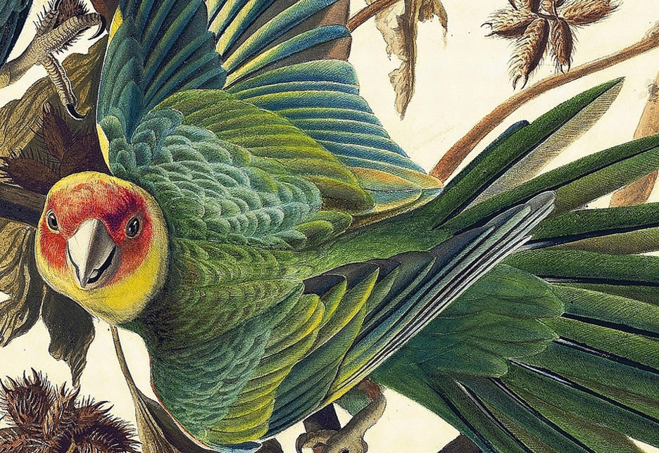 audubon carolina parakeet
