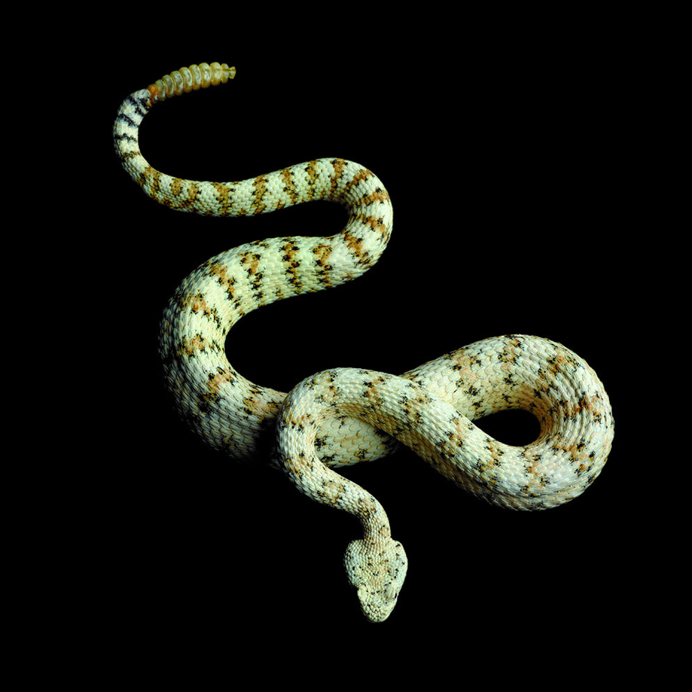 serpentine-audubon