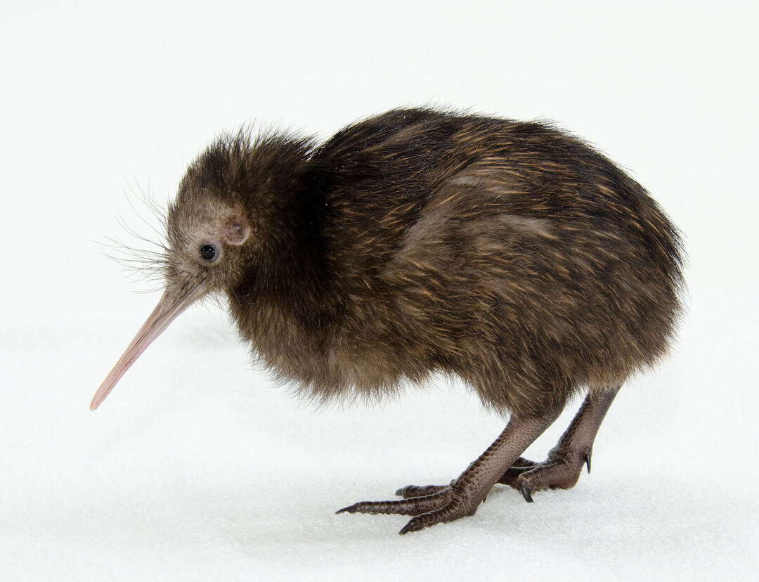 Como Los Kiwis Bebes De Virginia Ayudaran A Preservar Una Antigua Tradicion Maori Audubon